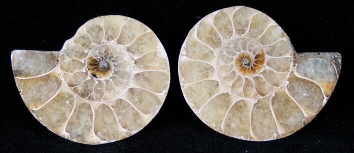 Small Desmoceras Ammonite Pair - #12600